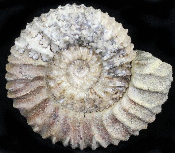 Pavlovia Ammonite Fossil - Siberia #29755